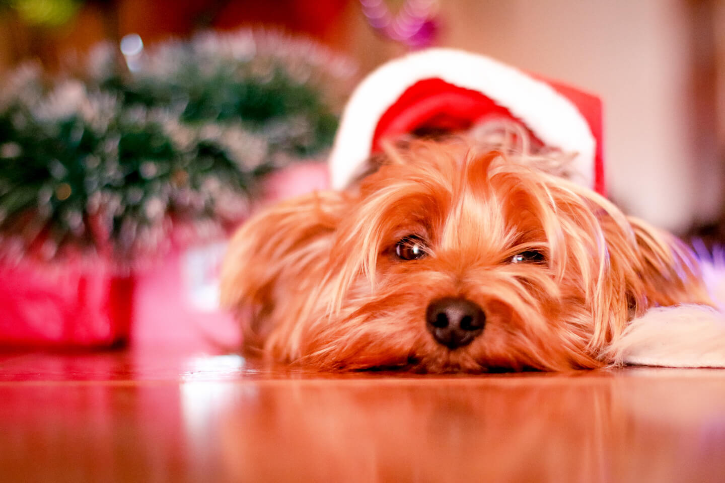 Top Christmas Gifts For Dogs