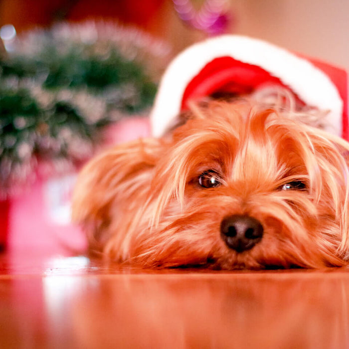 Top Christmas Gifts For Dogs