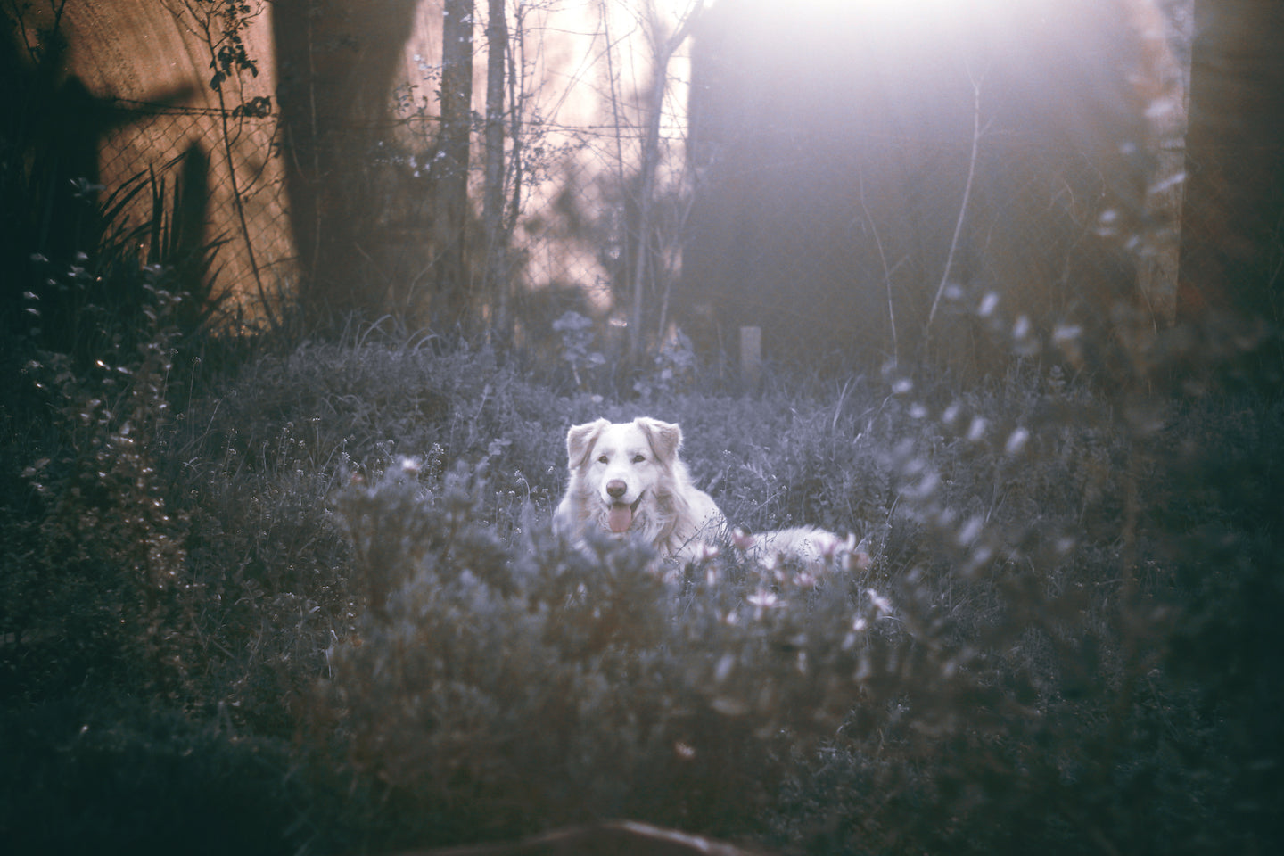 Alabama Rot: What Pet Owners Need To Know