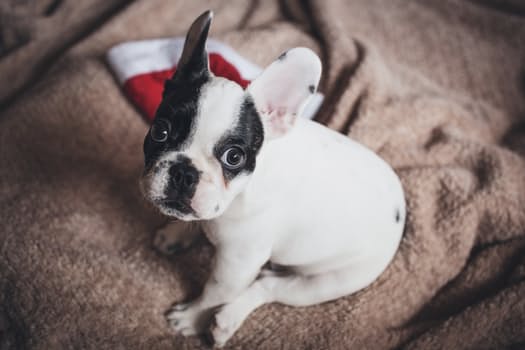 The UKs Most Popular Dog Breed – The French Bulldog