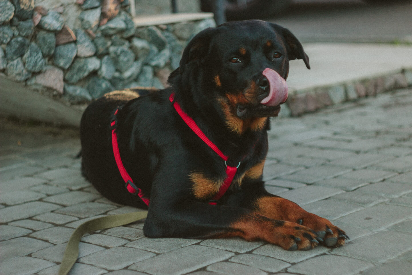 How to Care For Your Rottweiler