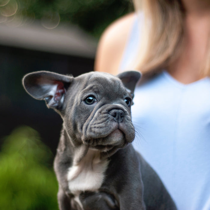 The Challenges Of Breeding French Bulldogs