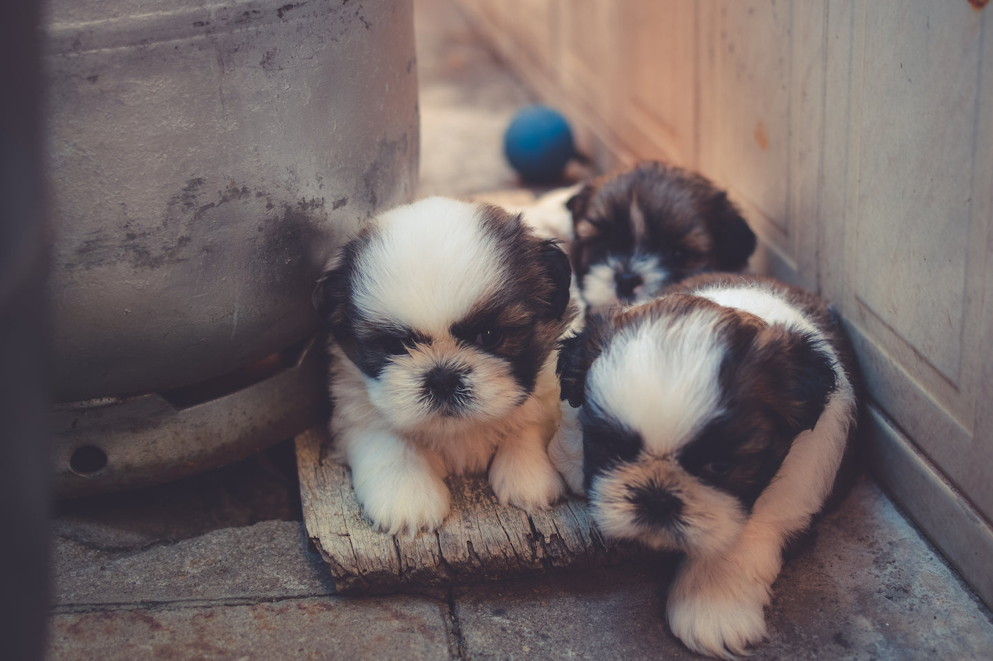 Advice For Dog Breeders: How To Hand Rear Puppies