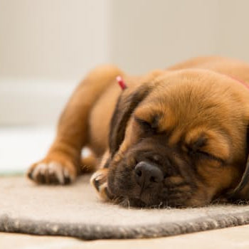 Understanding Your Dog’s Sleeping Patterns: