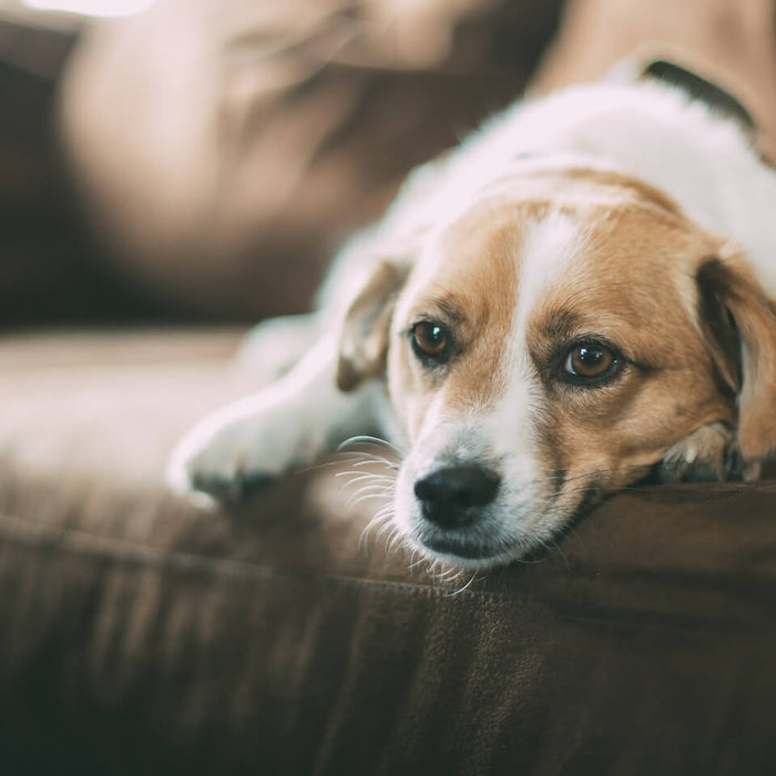Everything You Need to Know About Treatment for Entropion in Dogs