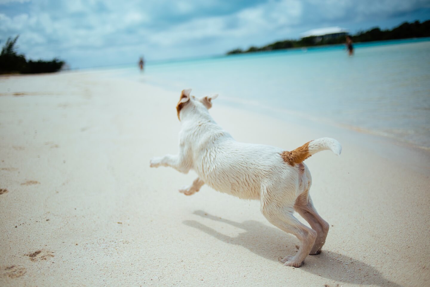 Taking Pets Abroad: From Microchipping to Pet Insurance