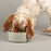 Icon Dog Food Bowl - Light Grey - SmartBreeder.com