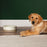 Scandi Non Tip Pet Food & Water Bowl - SmartBreeder.com